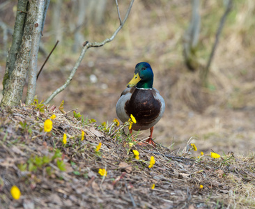 草地绿头鸭母鸭摄影图