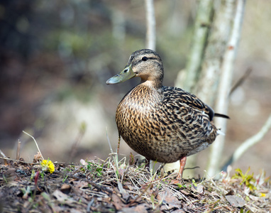 鸟类浴缸草地绿头鸭母鸭照片