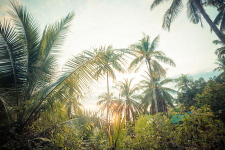 椰城美丽热带背景