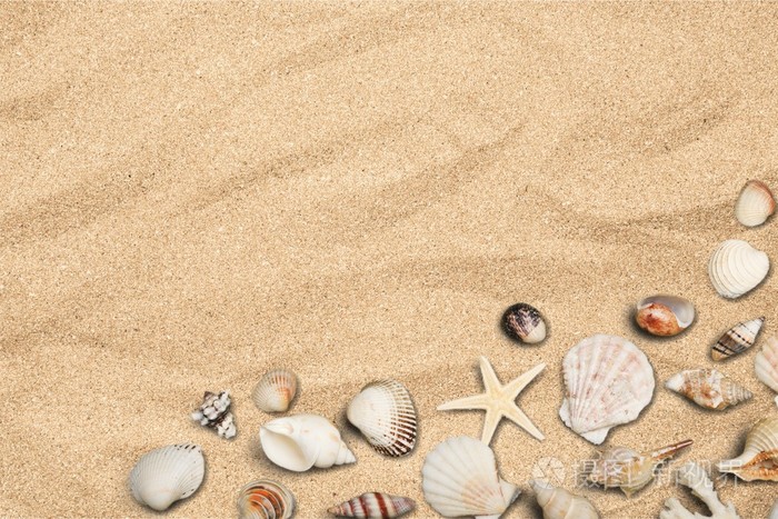 壳，海滩，沙子