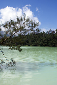 在湖上树