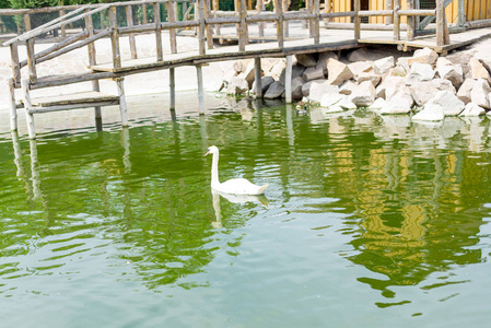 优雅的白天鹅漂浮在公园池塘