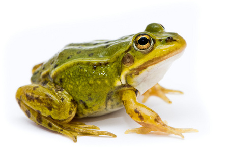 林蛙芋。在白色背景上的绿色 欧洲或水 青蛙
