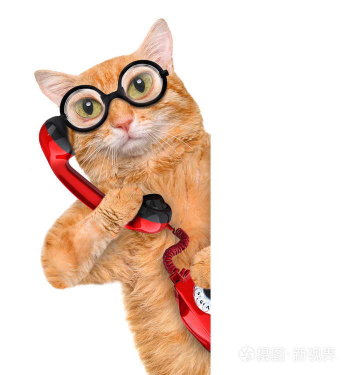猫和通电话