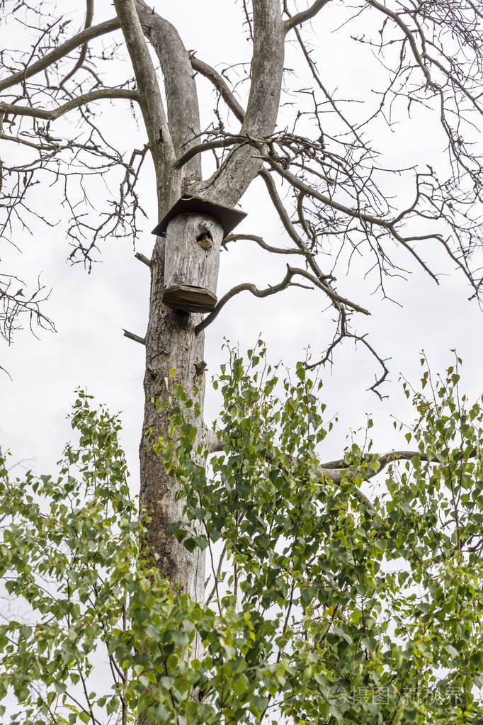 松鼠一只鸟在巢框