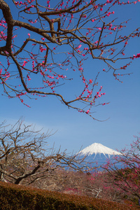 富士山景