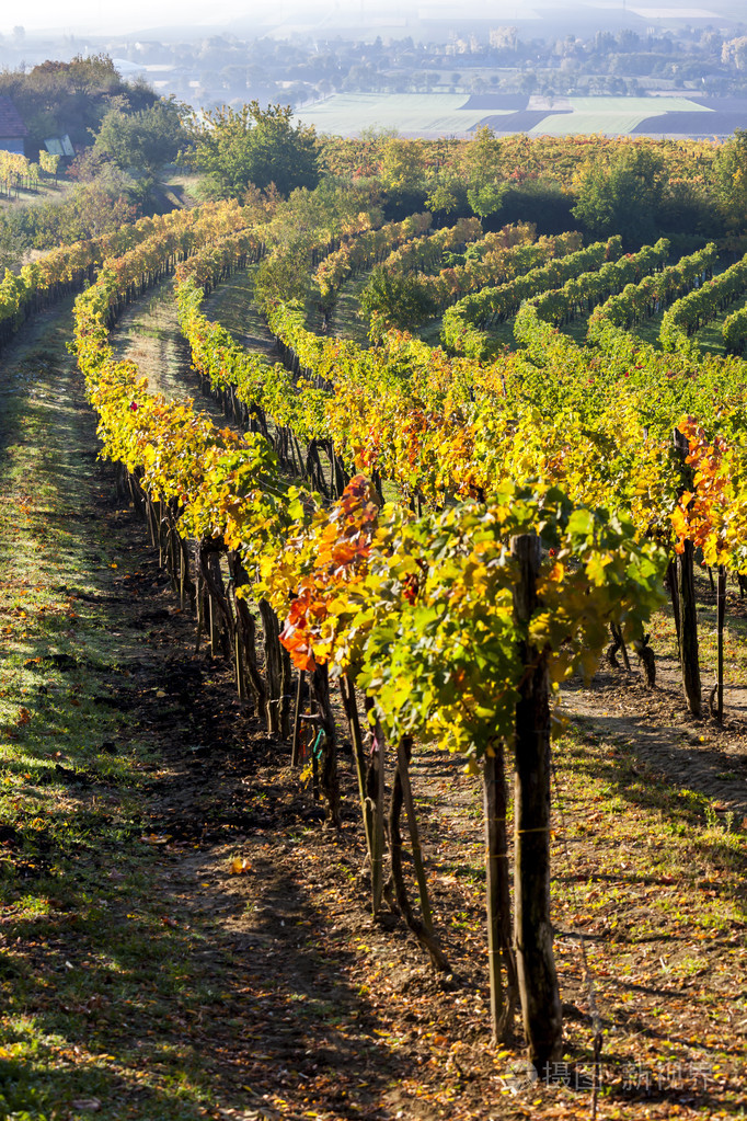 秋天葡萄园附近 jetzelsdorf,较低的奥地利,aust 的视图照片-正版商用