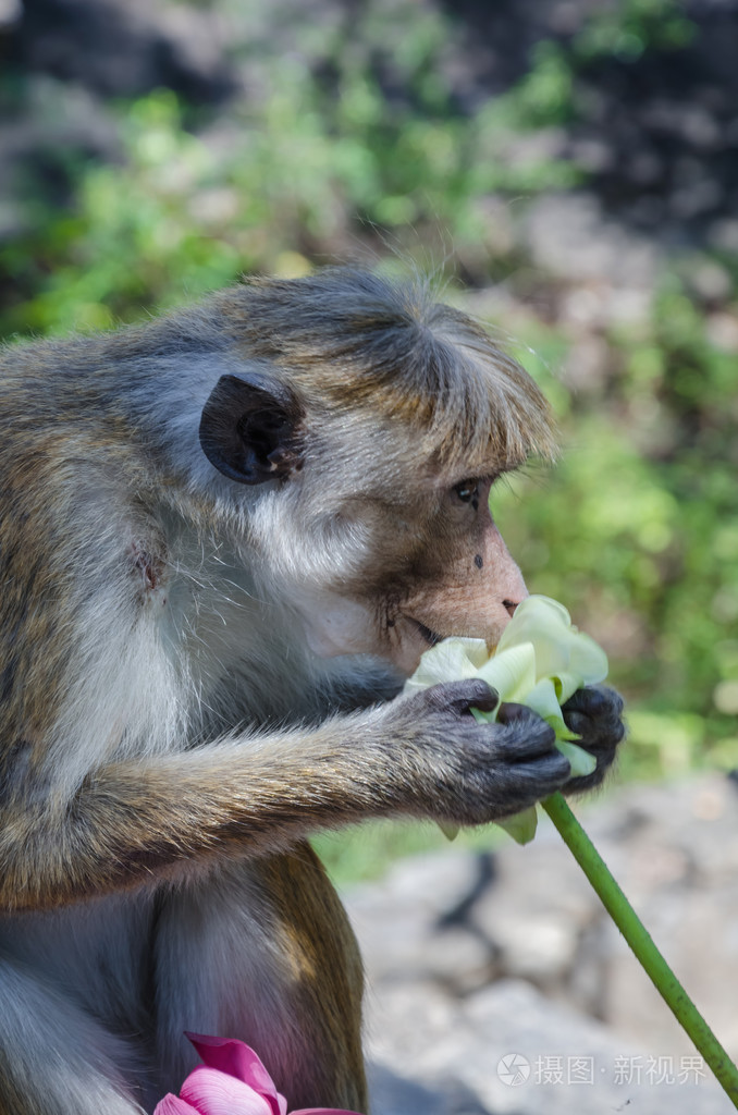 猴子用花