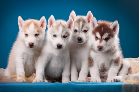 赫斯基在蓝色背景上的四只小狗照片
