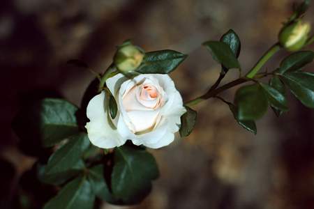 香的玫瑰。背景