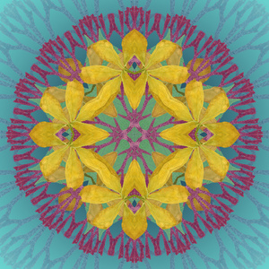 蓝色背景的黄色花曼陀罗。观赏花卉图案圆