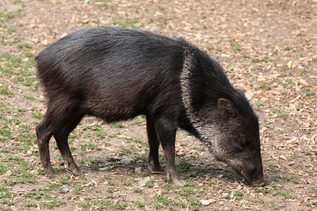 拼贴的PeccaryPecari Tajacu。