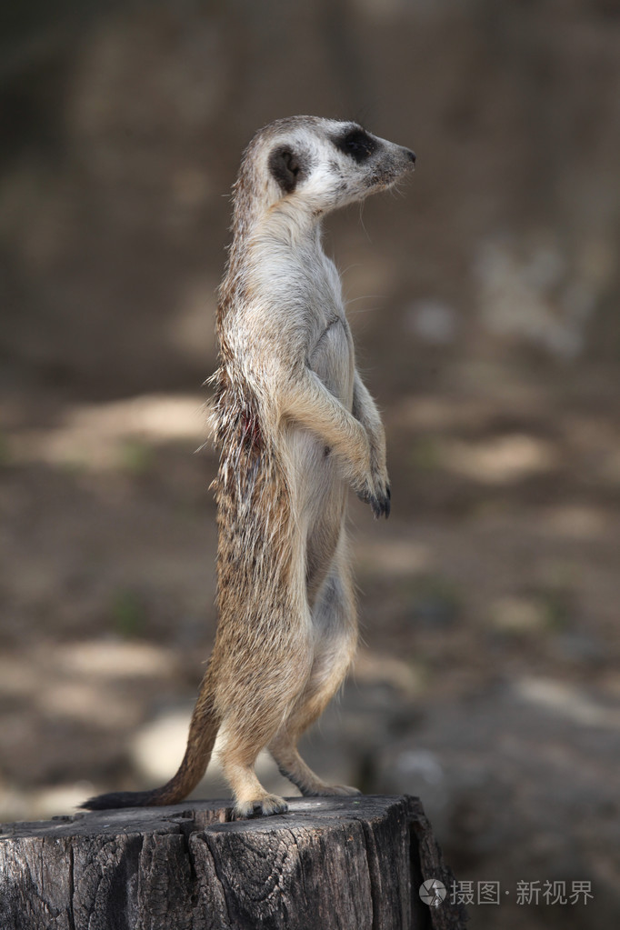 猫鼬suricatasuricatta