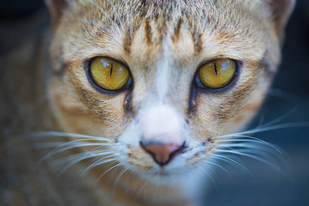 猫眼睛，猫脸，看看相机的特写镜头