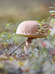 Cepe 生长在苔藓