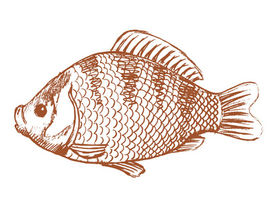 鲫鱼插画-鲫鱼手绘-鲫鱼卡通图-摄图新视界