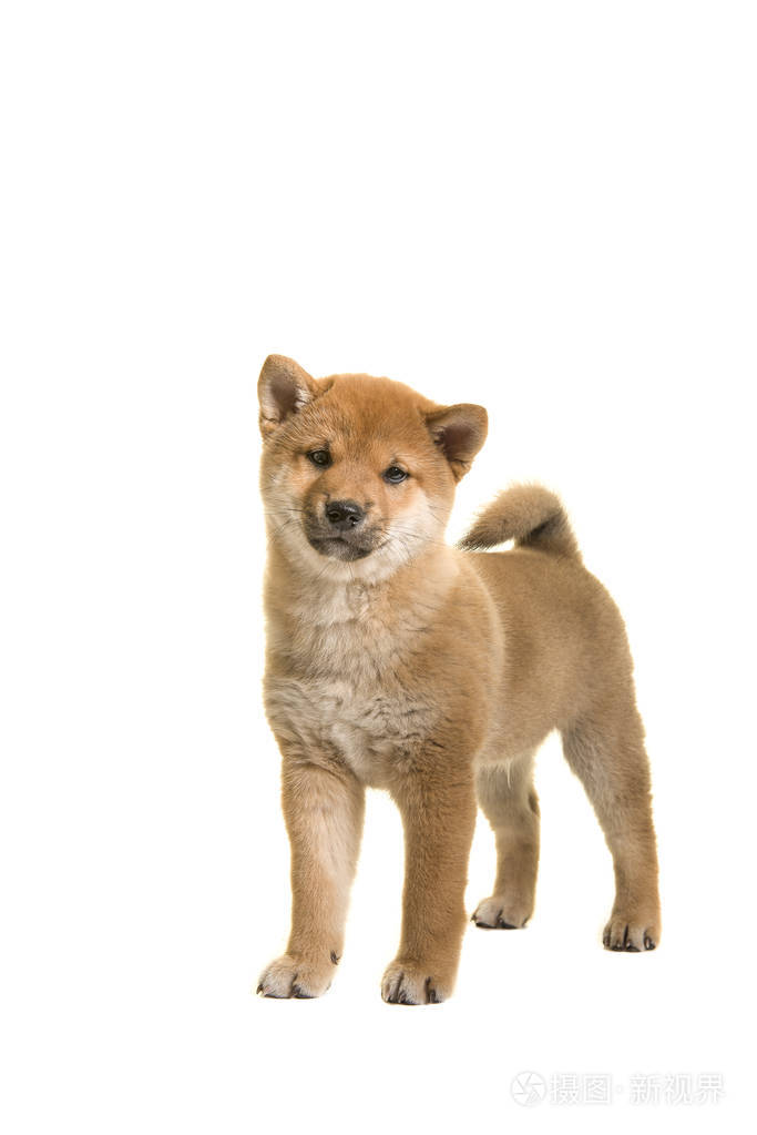 司马犬小狗的狗正站着孤立在白色背景上的相机照片 正版商用图片0cc6xv 摄图新视界