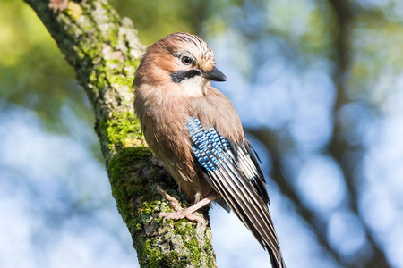 Garrulus glandarius 在树枝上