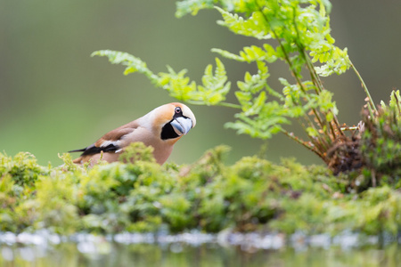 hawfinch 在水前面