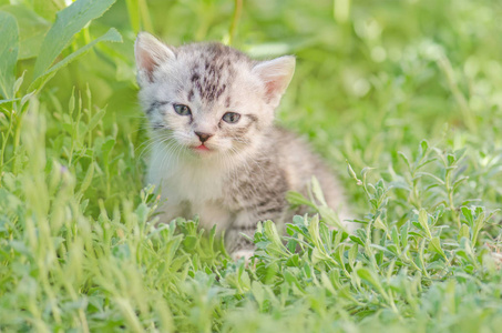 在花园里种花在背景上的小猫