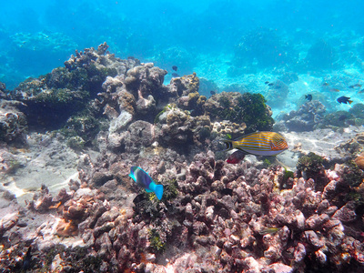 珊瑚和珊瑚礁的生活
