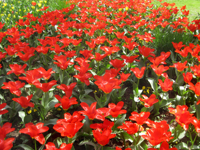 花坛，盛开鲜花 红色花框
