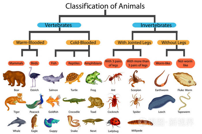 教育的生物学分类的动物图图