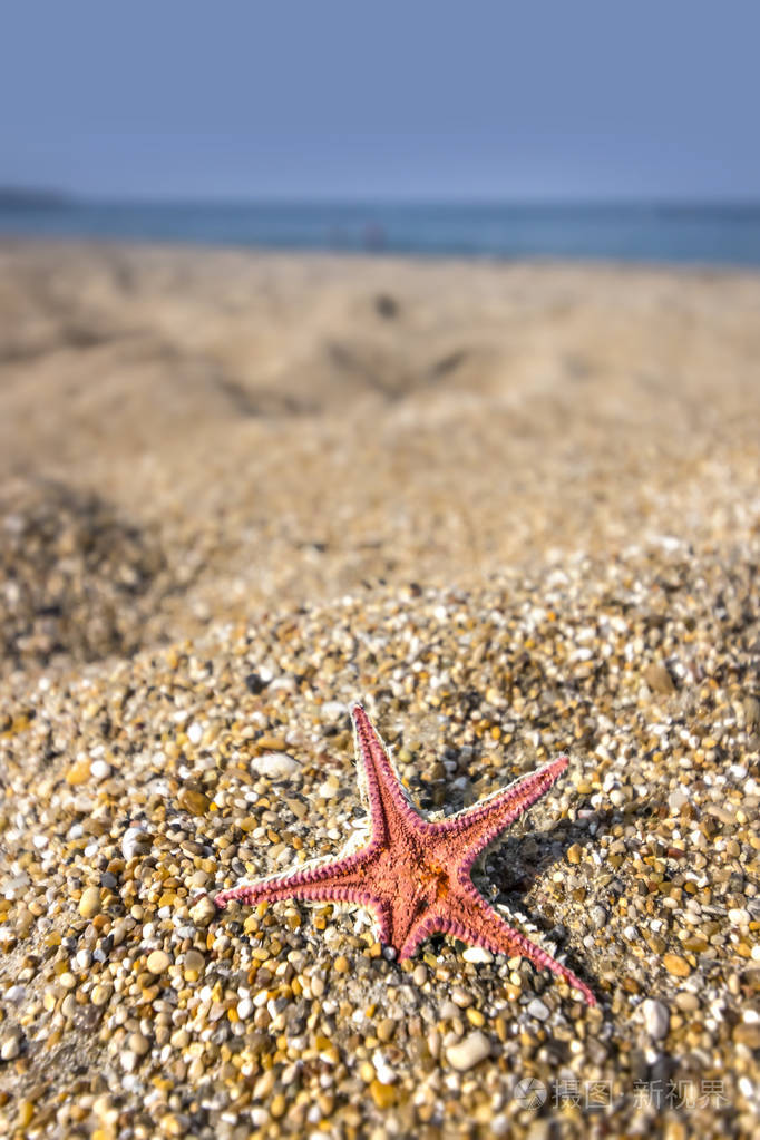 在沙海滩上的海星
