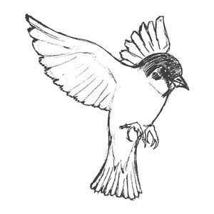 山雀只飞翔的小鸟照片