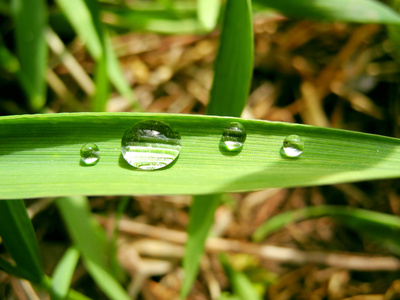 带水珠的屏保绿色的叶子上的水珠照片