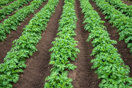 无休止的马铃薯行年轻的马铃薯幼苗在球场上的行照片