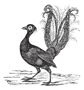 精湛的 lyrebird 或 menura 深褐复古雕刻