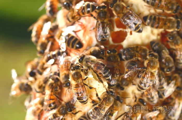 勤劳的蜜蜂在蜂巢的特写