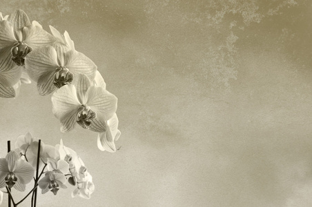 纹理的兰花花卉背景图片