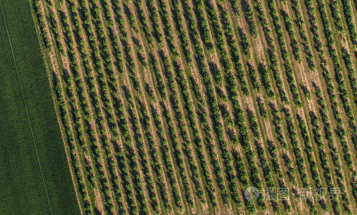 果园里树的鸟瞰图
