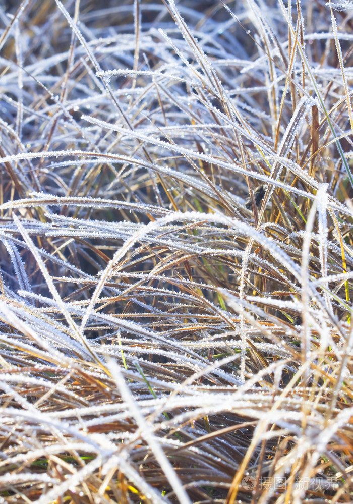 与冰的冻的草
