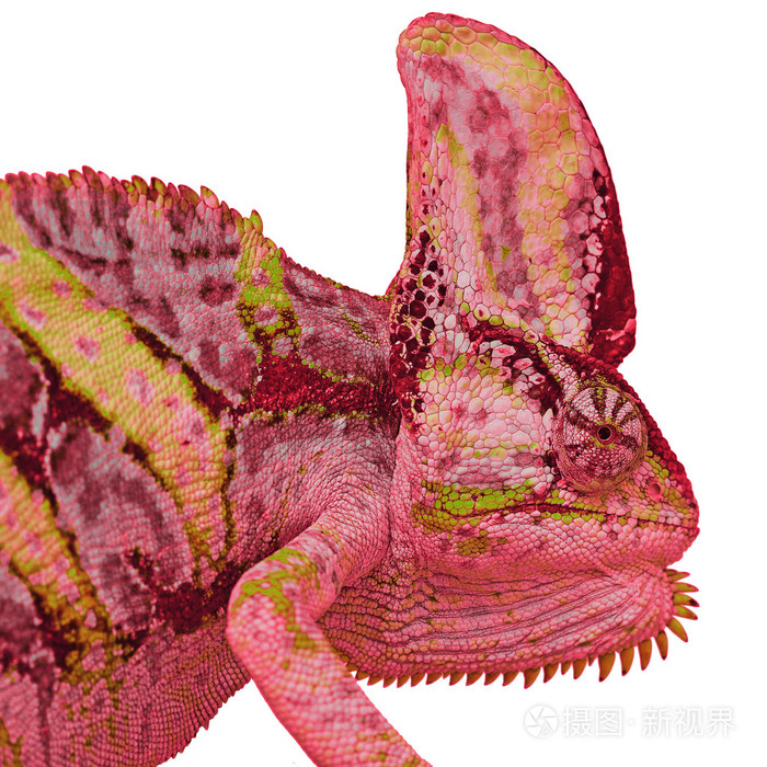 变色龙或白色背景上的calyptratus