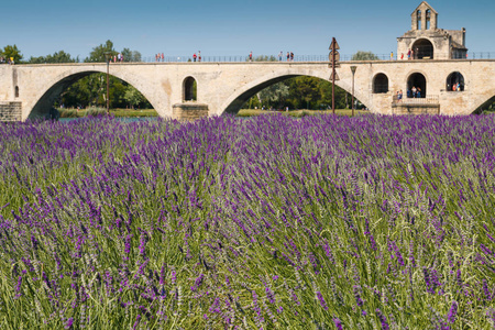 著名的阿维尼翁桥上法国罗纳河与小薰衣草田