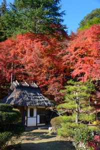 在 Korankei，日本爱知县的秋叶