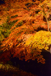 秋叶在 Rikugien 花园，驹込，东京