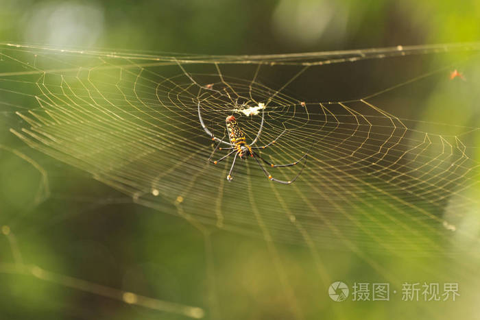 女金web蜘蛛吐丝pilipes