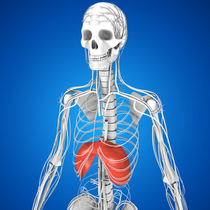 人体隔膜解剖示意图内部器官扁平的线性长阴影图标设置.