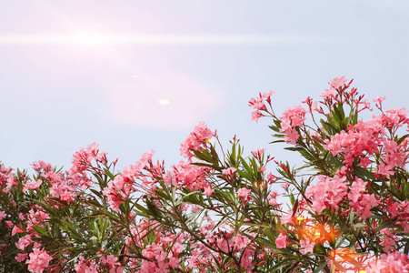 花对着天空树