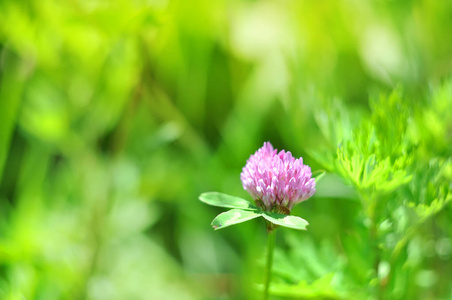 阳光明媚的抽象绿色自然模糊背景与野生花卉，选择性焦点