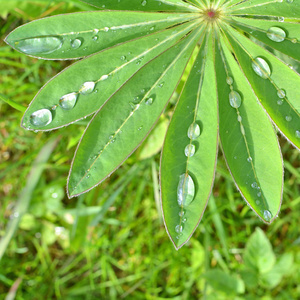 上绿叶滴雨