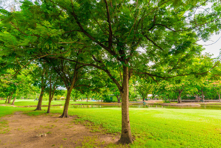 美丽的草坪绿色公园图片