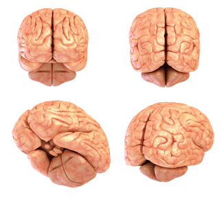 人类的大脑模型孤立