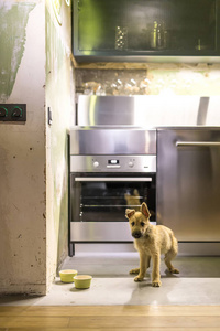 Loft 风格的厨房里的小狗