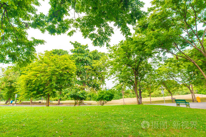 绿色的草坪,与曼谷市公园里的树木