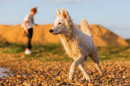 在圆石滩白色德国牧羊犬的画像图片